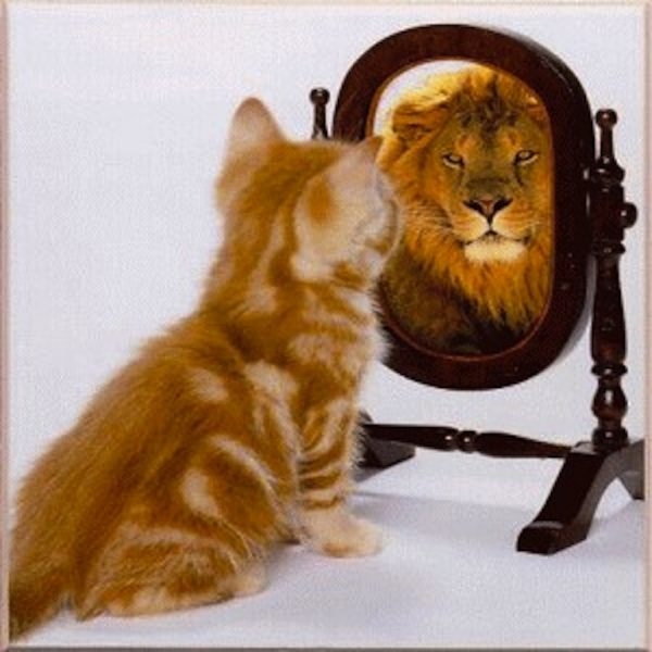 cat-sees-lion-mirror